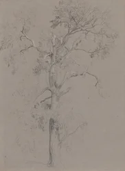 Frassino nel parco di Ashstead